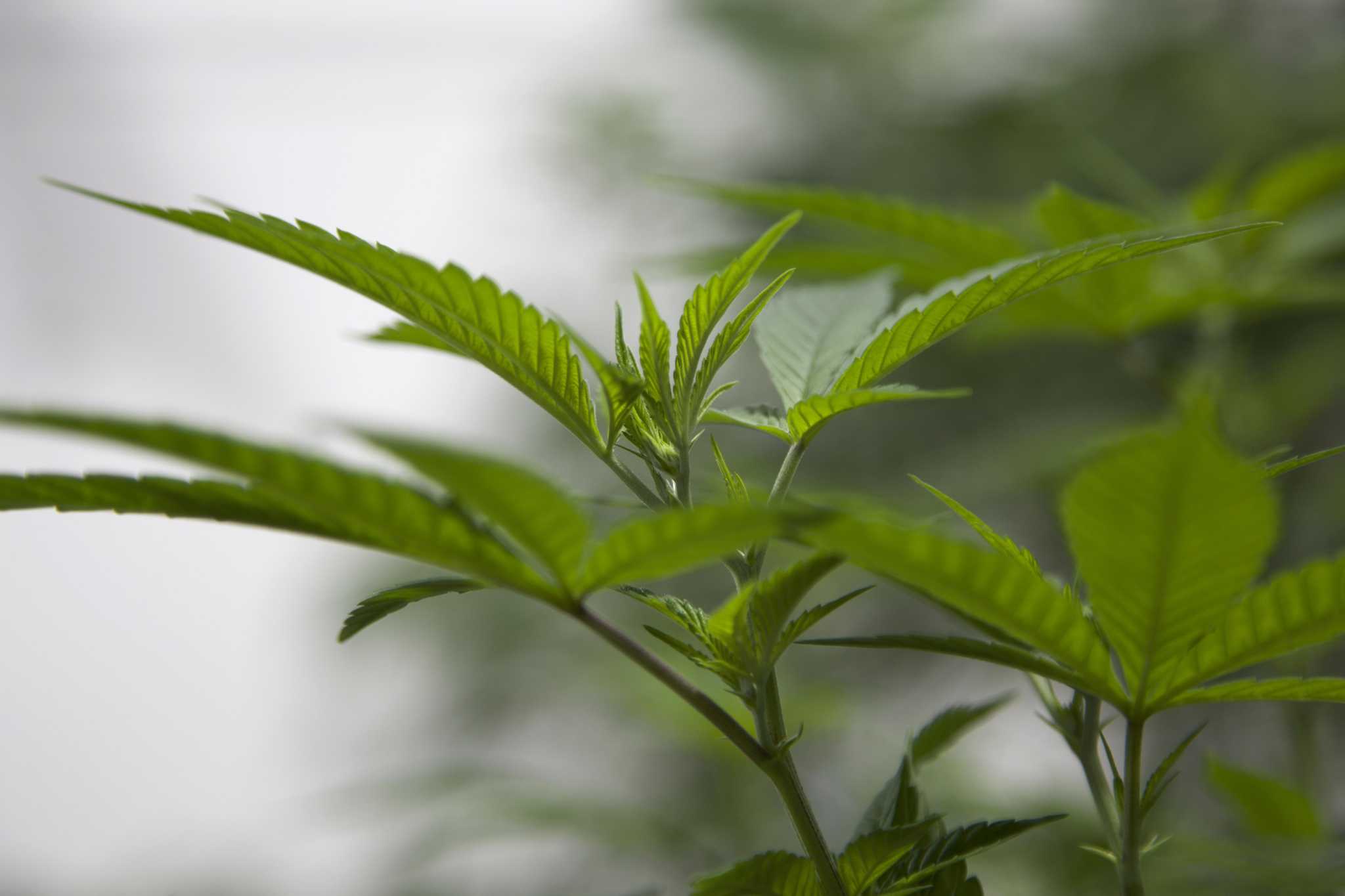 CT cannabis businesses face few environmental regulations despite heavy water and power use - Vimarsana News