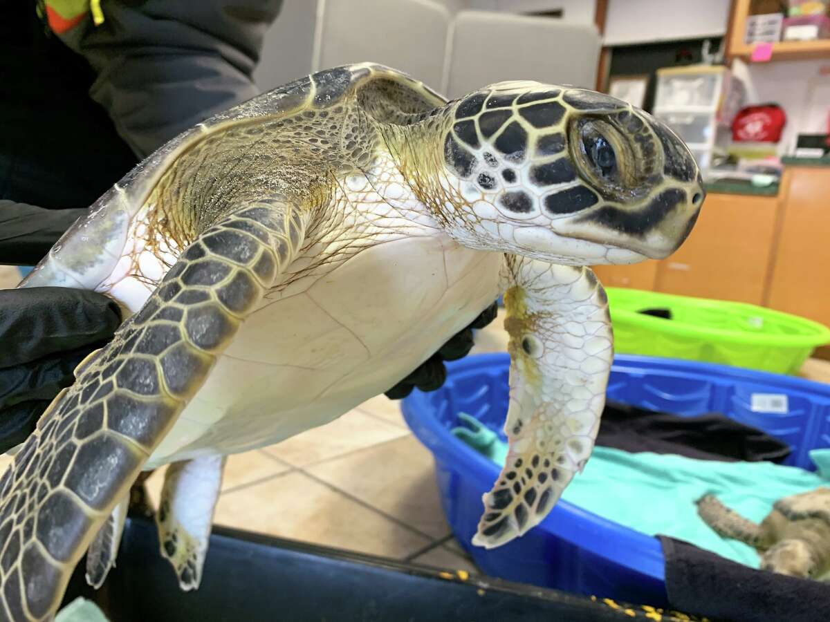 Padre Island NS Division of Sea Turtle Science and Recovery saved 17 cold-stunned green turtles along Matagorda Bay over the chilly weekend.