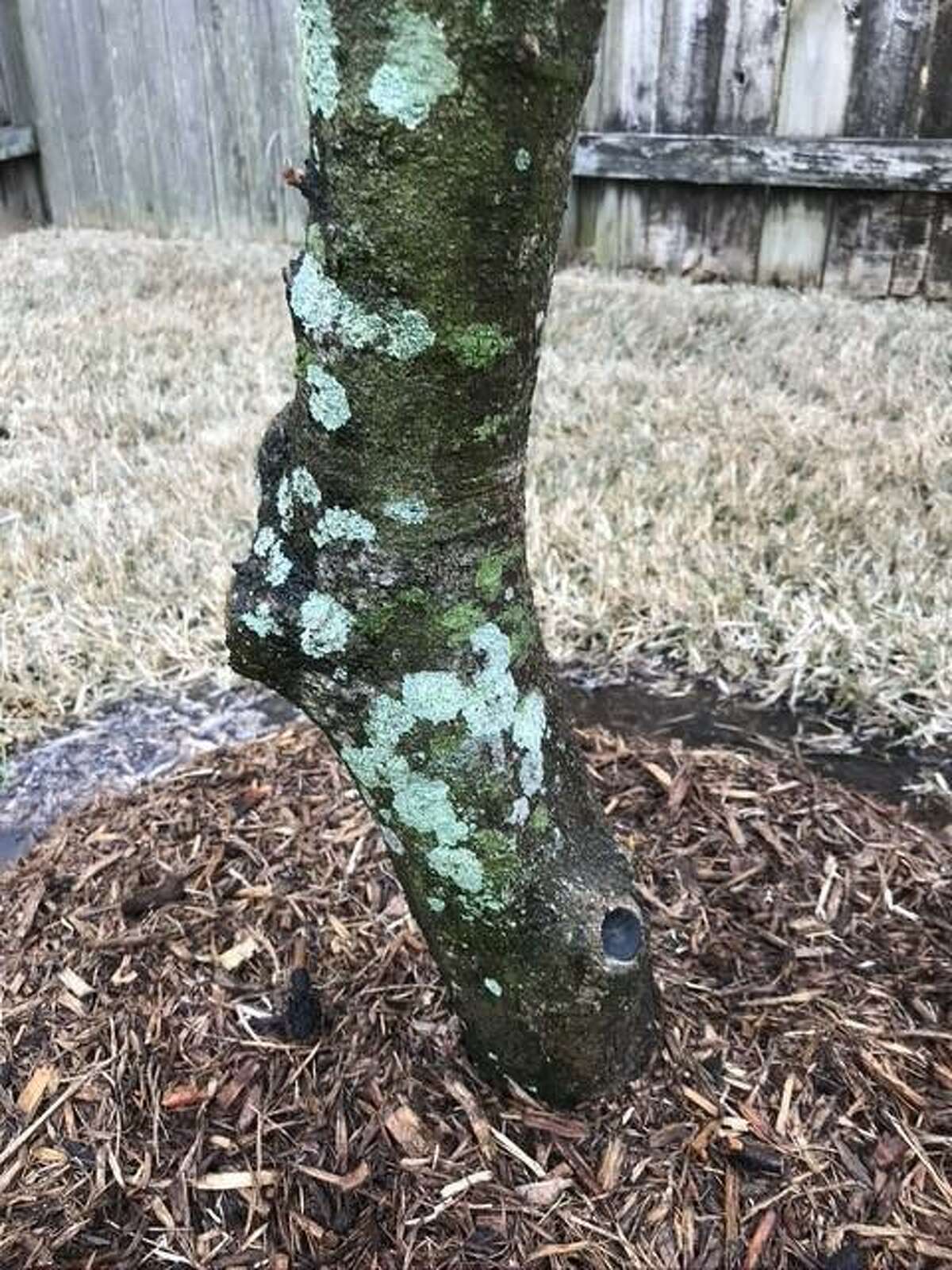 moss killer for trees