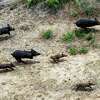 Feral hogs run through a farm in Atascosa County on June 23, 2011.