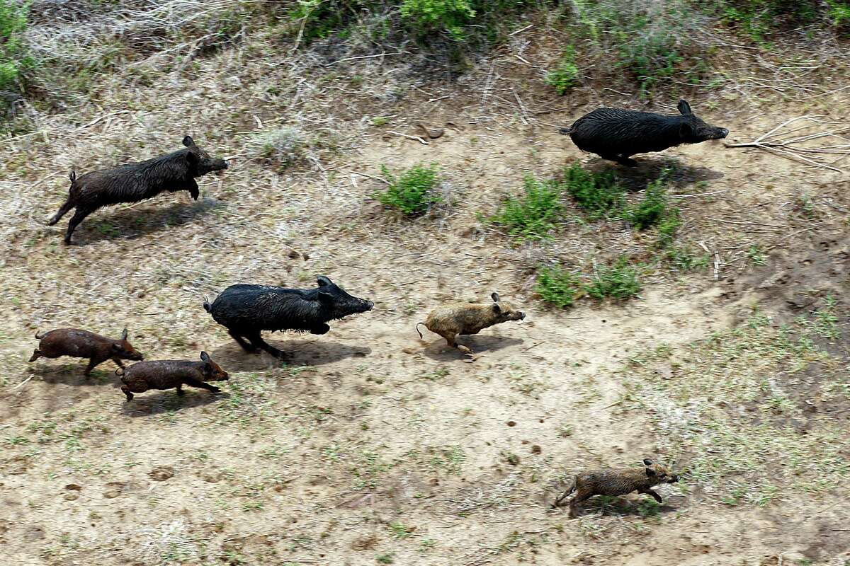 In this 2011 photo, feral hogs run through a farm in Atascosa County. A viral video from Reddit shows two men hunting feral hogs from the back of a helicopter with shotguns. 