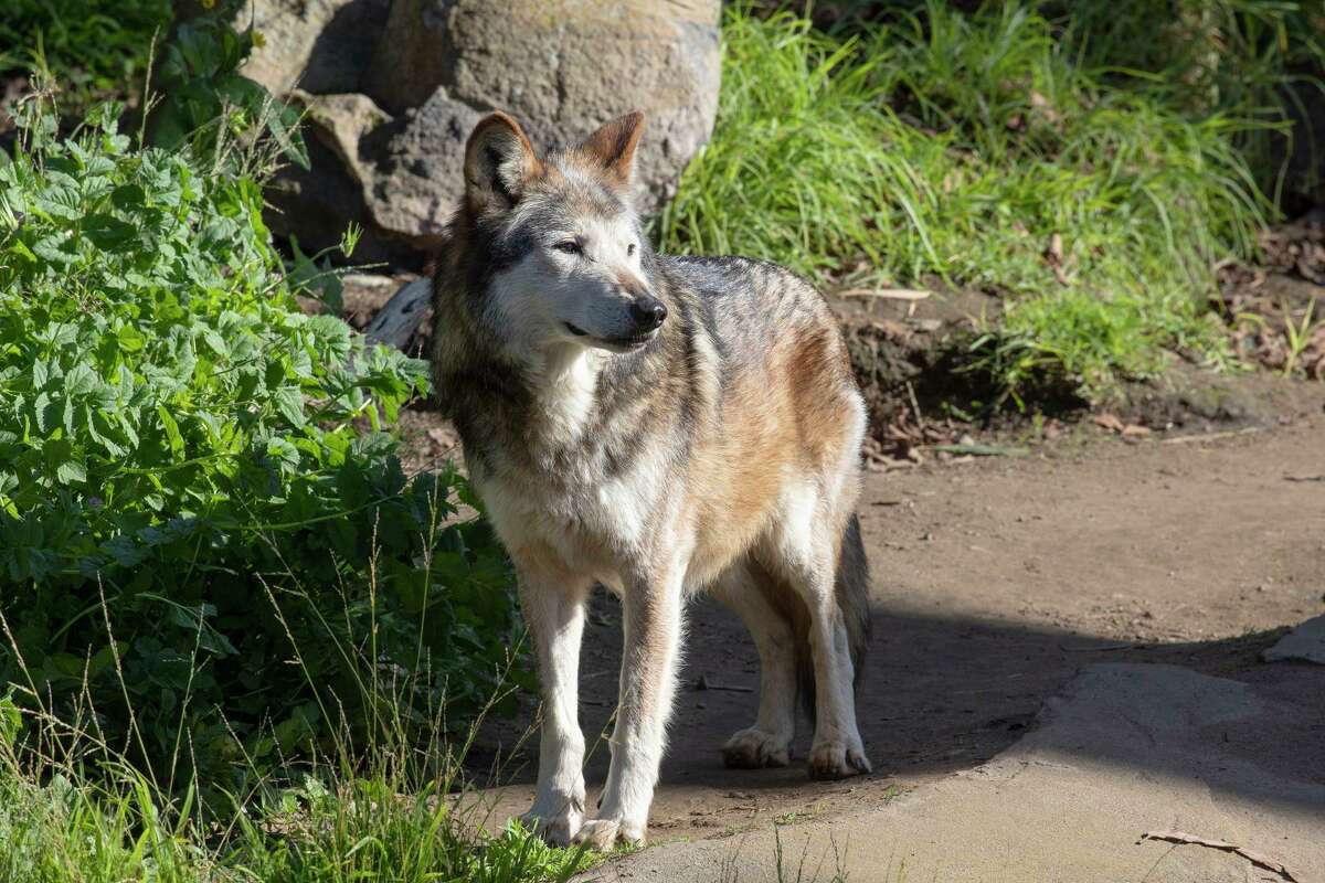 The San Francisco Zoo & Gardens has an exhibit of gray wolves. The species once roamed most of North America.