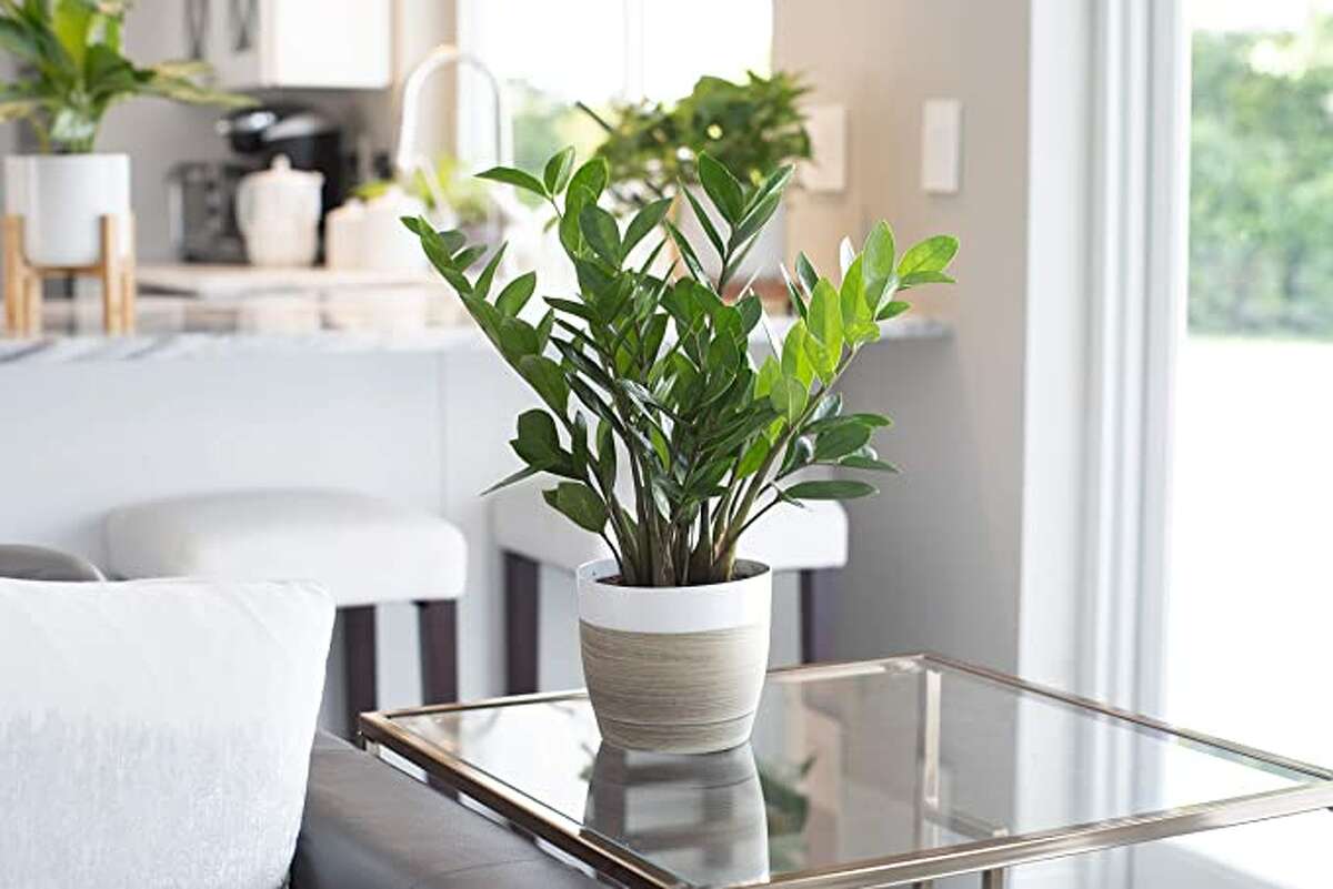 12 indoor plants that are easy to keep alive