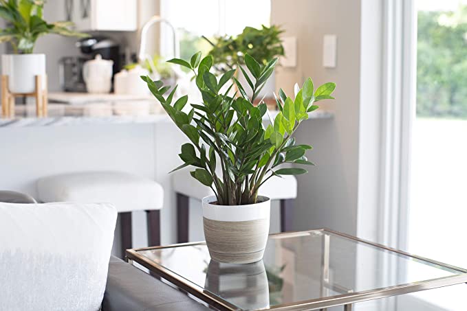 Why Must We Start Houseplants in Small Pots? - Laidback Gardener