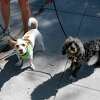 Milo (left) and Charlotte on an outing with their dog walker in Redwood City, Calif. on Thursday, Sept. 26, 2019. Dog owners around the Bay Area are on high alert after a string of dognappings.