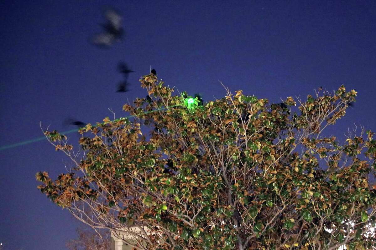 Sunnyvale Parks employee Erick Delgadillo shines a laser to disperse crows gathering in trees near Plaza del Sol in Sunnyvale.