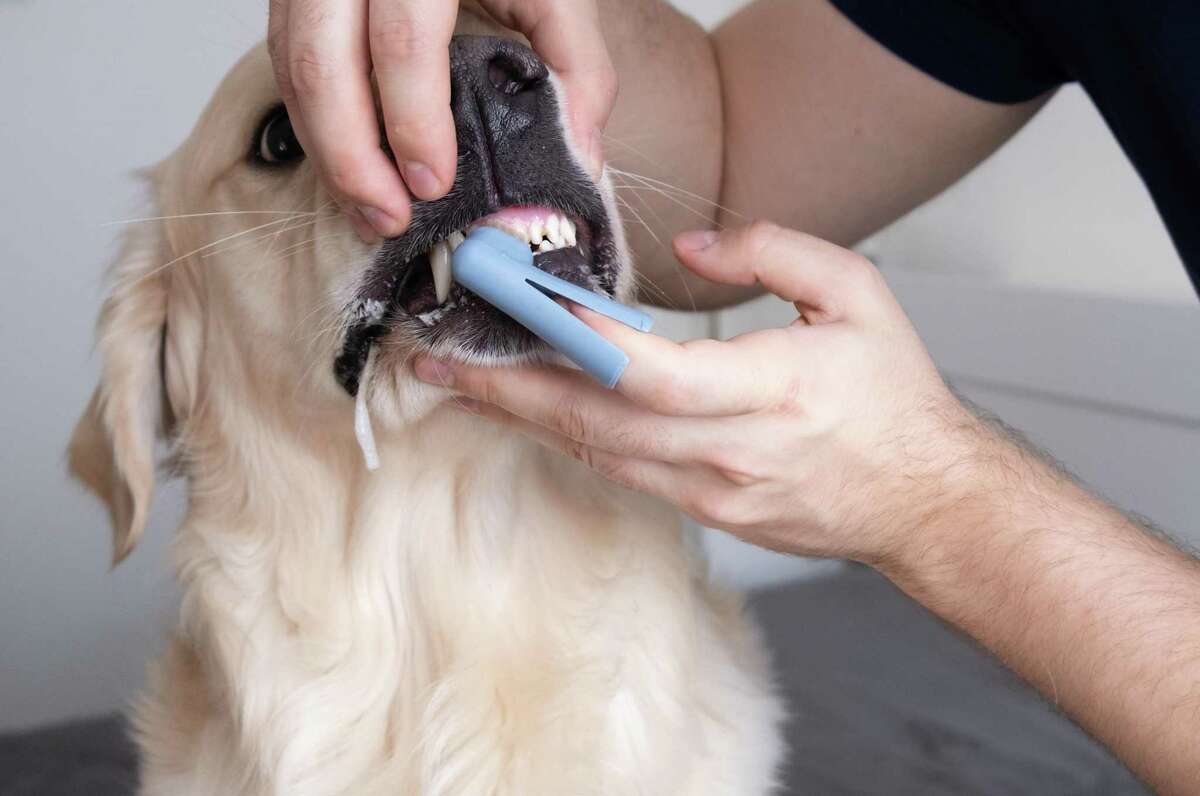There are easy steps you can take to keep your pet’s mouth healthy. First, start a new habit of brushing your pet’s teeth once or twice a day.