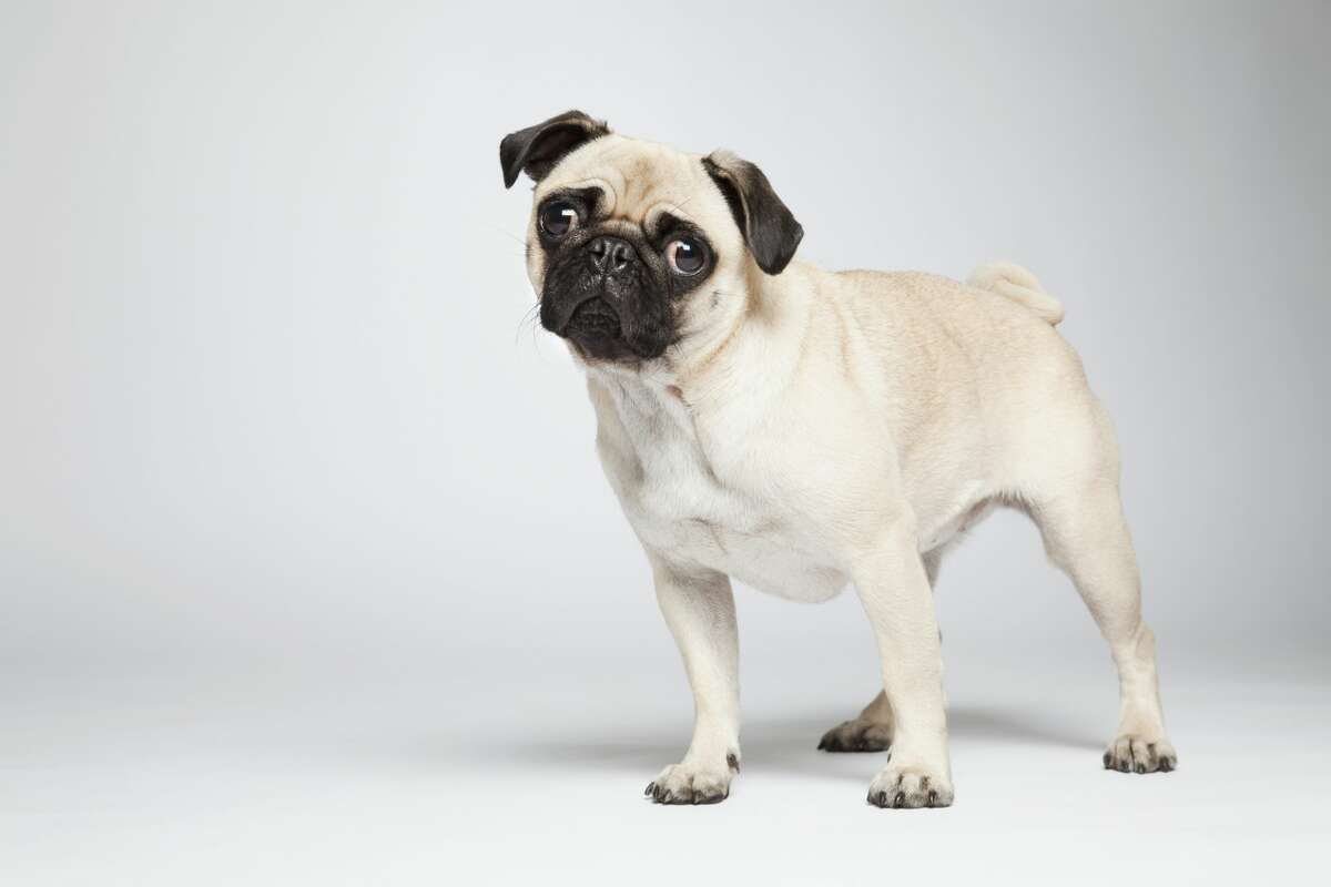A photo of a pug against a white background.