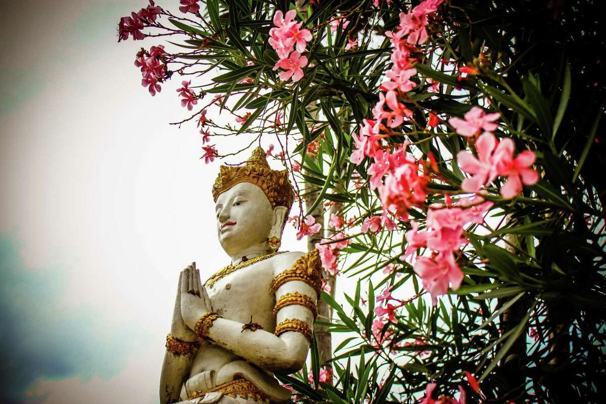 Buddhism statue and nerium oleander flower.