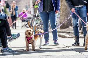 Residents and their dogs enjoy a sunny walk on Main Street while attempting to practice social distancing. Taken March 21, 2020, in Ridgefield, Conn.