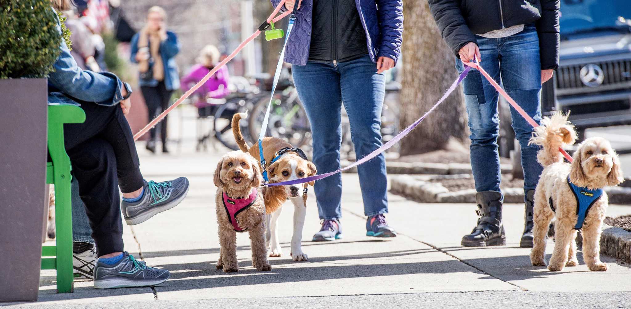 Should dogs be leashed in downtown Ridgefield? An ordinance could soon be in place. - Vimarsana News
