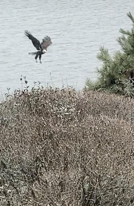 Community news: An eagle lands again at Holly Pond, a dinner will support health care, and more - Vimarsana News