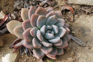 FILE - Dudleya caespitosa is a succulent plant known by several common names, including sea lettuce.