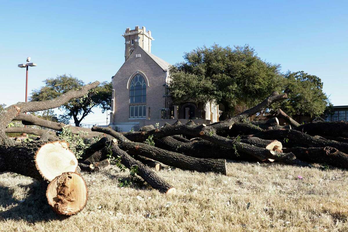 Chopped trees lie overlooking St. Matthew's Episcopal Cathedral in Dallas, TX on Friday, Jan. 21, 2022.