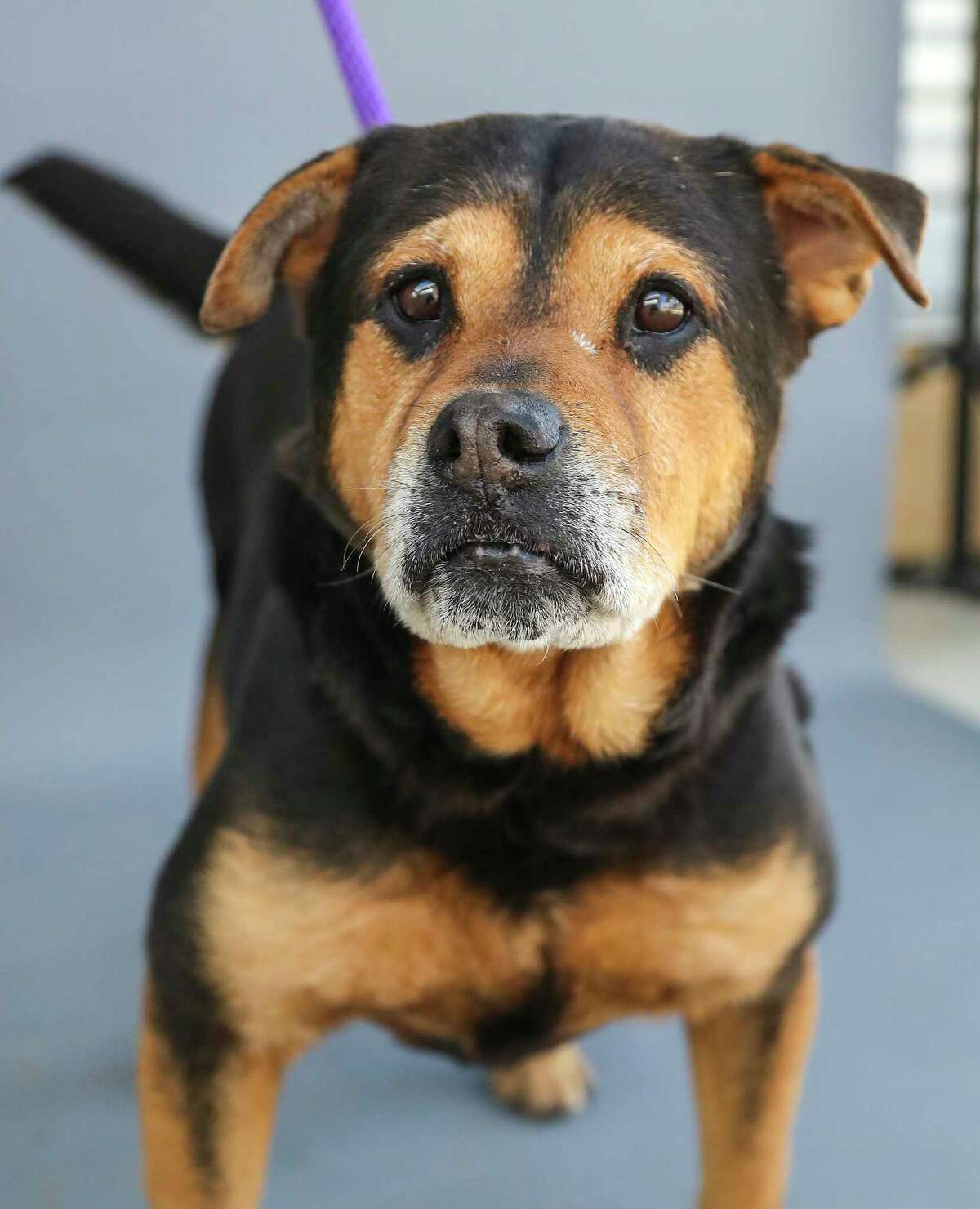Rex (A449434) is a 7-year-old male, Rottweiler mix available for adoption at Harris County Pets, photographed Wednesday, Jan. 26, 2022, in Houston. 