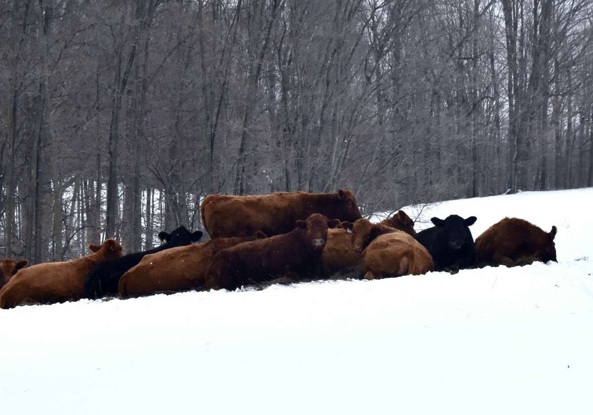 Cows were spotted huddling together Thursday afternoon for warmth during a chilly winter's day at a local farm along the Old U.S. Highway 131 outside of Reed City. 