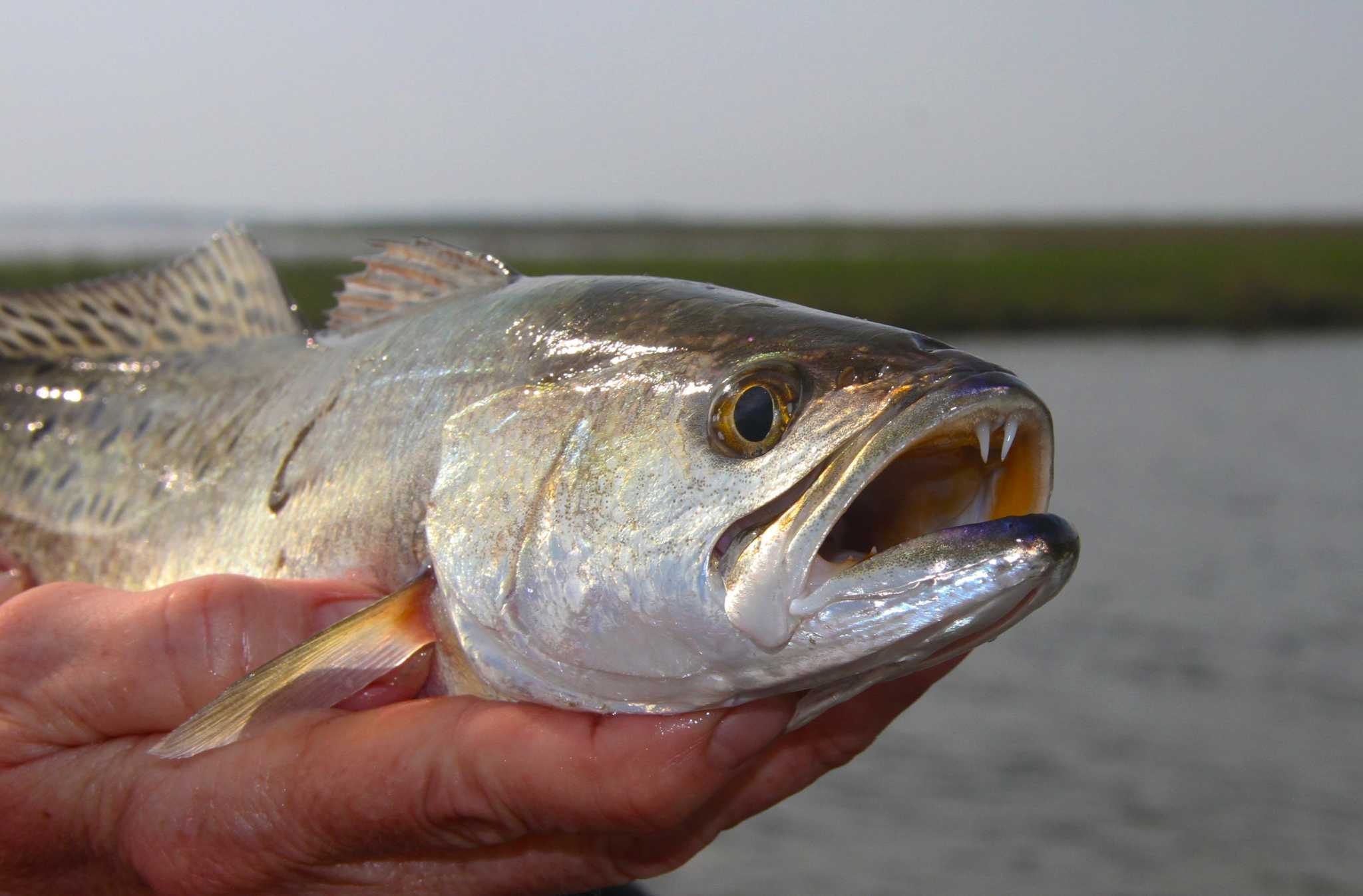 Changes to Texas’ speckled trout regulations approved by TPW Commission