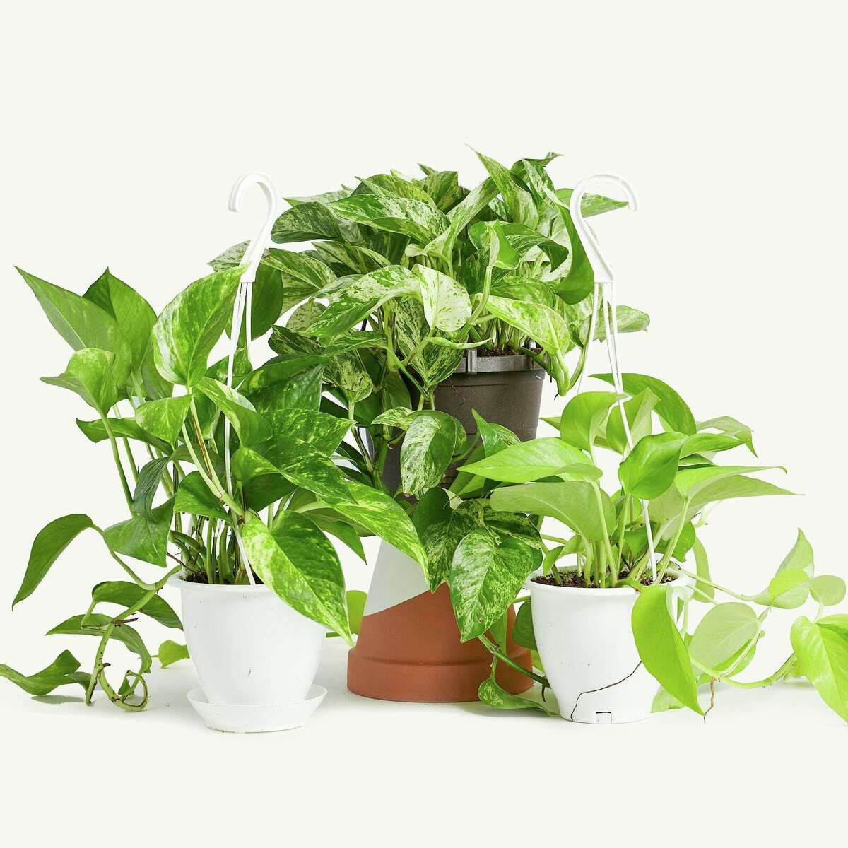 This image provided by the Horti houseplant subscription service shows golden (from left), marble and neon varieties of pothos plants.