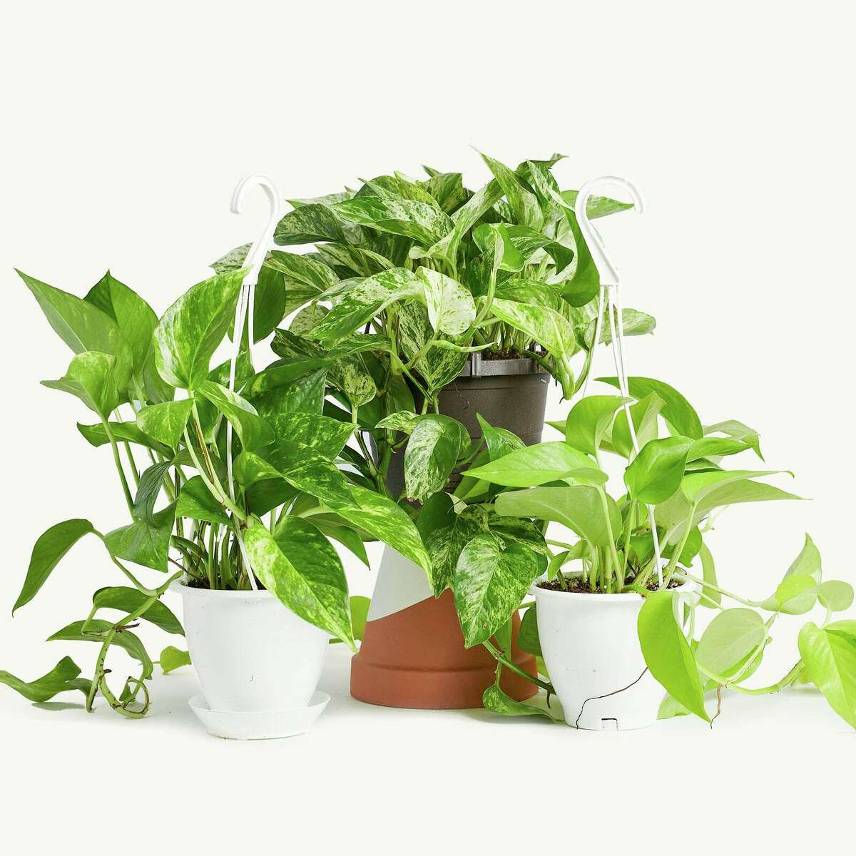 Jade Pothos With Scandinavian Pot Small 8 in tall, potted plant