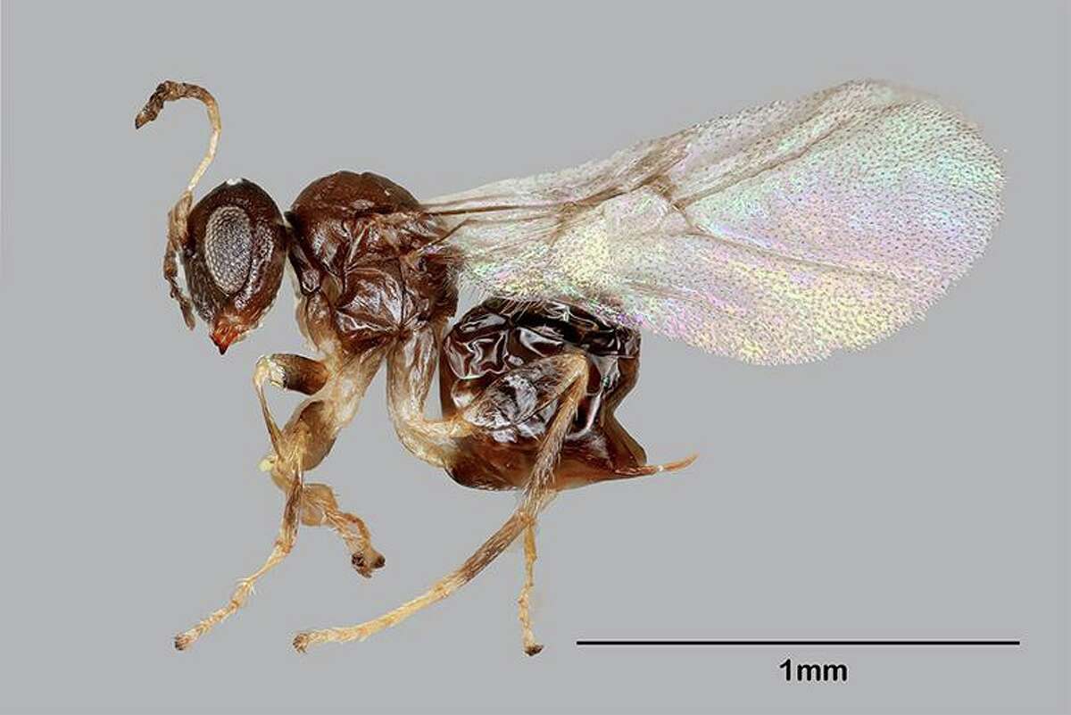 Neuroterus valhalla is a newly described species of cynipid gall wasp discovered in a live oak tree near the Rice University graduate student pub Valhalla.