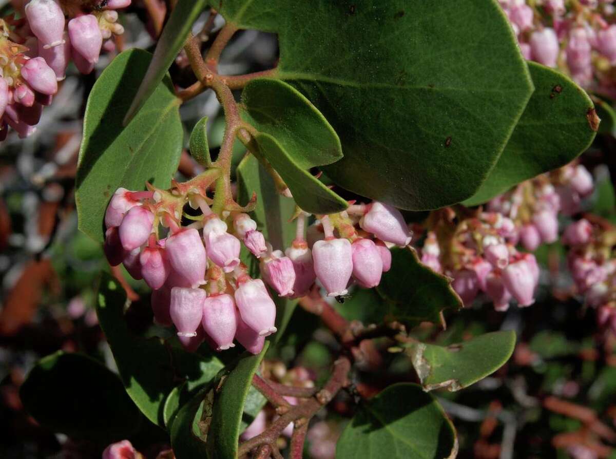 Manzanita is a popular native shrub and can sport pale pink flowers.