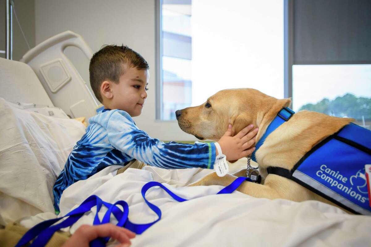 Angus, a therapy dog at Texas Children's Hospital West campus, comforts a young patient.