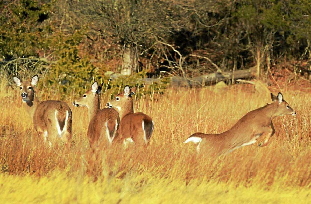 Connecticut has begun testing white-tailed deer for COVID. The coronavirus has already been detected among white-tailed deer populations in several states, most recently in New Jersey.