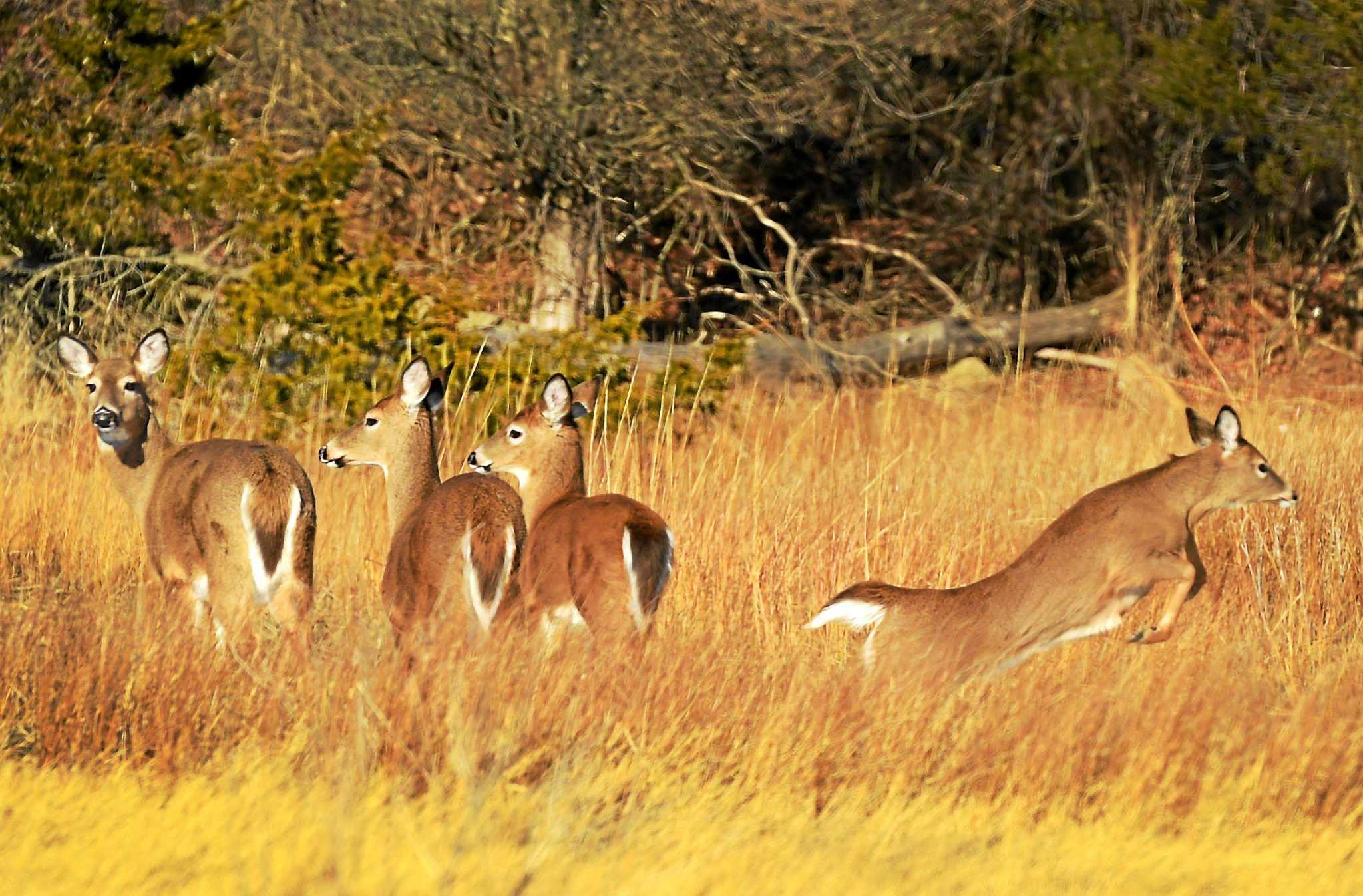 Connecticut begins testing white-tailed deer for COVID - Vimarsana News