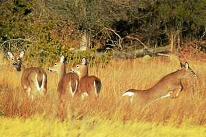 Officials: Hemorrhagic disease killing white-tailed deer in CT