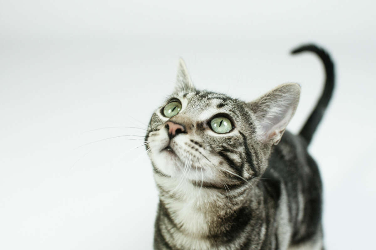 A stock photo of a tabby cat. (Not Nubbins.)