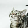 A stock photo of a tabby cat. (Not Nubbins.)