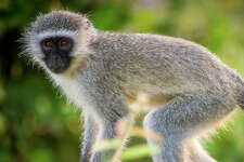 Kruger National Park, South Africa - Vervet monkey (Chlorocebus pygerythrus). Animal pictured is not the animal in the case.