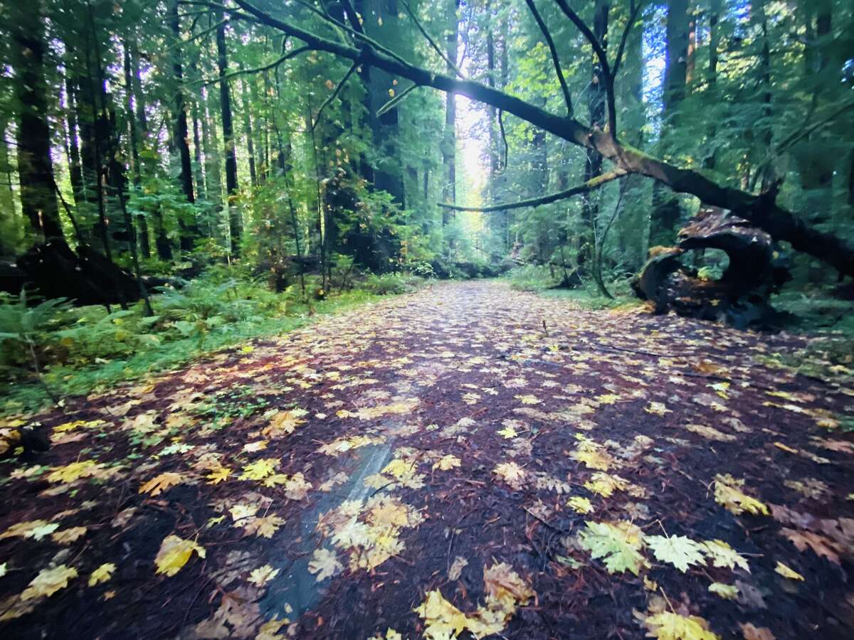 The area where old Route 101 once ran through Humboldt Redwoods State Park has more recently been used as a filming location.