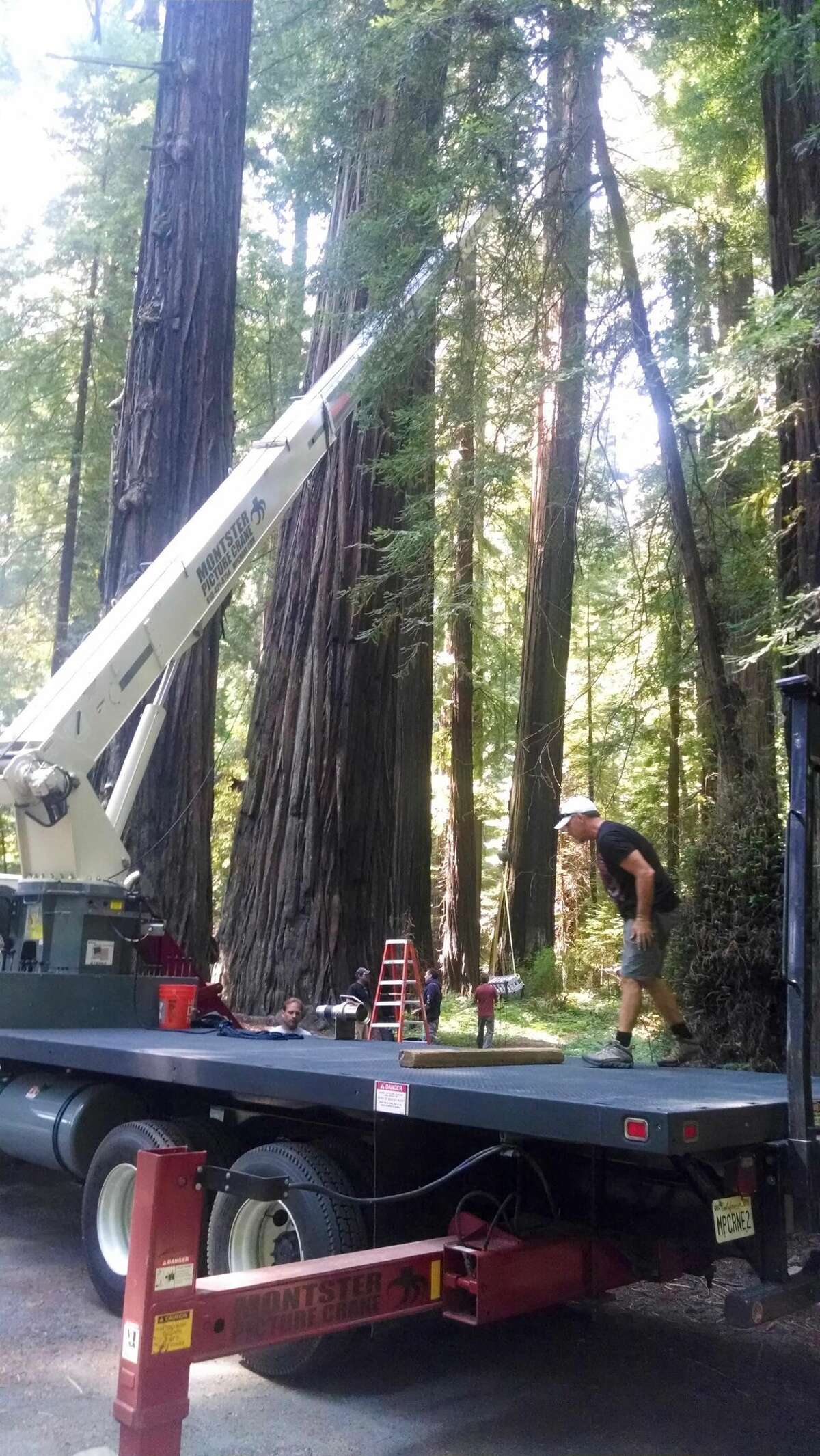 In Humboldt Redwoods State Park, a 100ft crane levitated Kirsten Dunst in the film "Woodshock."