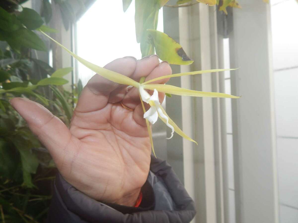 Dr. Promila Pathak, chair of the Botany Department at Panjab University in Chandigarh, India, displays a ghost orchid blossom Thursday in the Illinois College greenhouse atop Parker Science Building on campus.