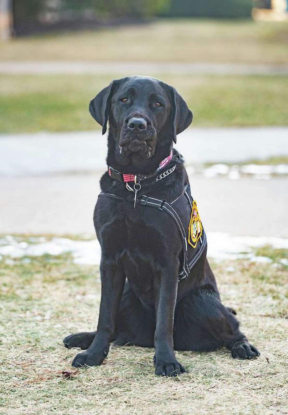 SCSU police department’s newest member is known for his ‘sensitivity