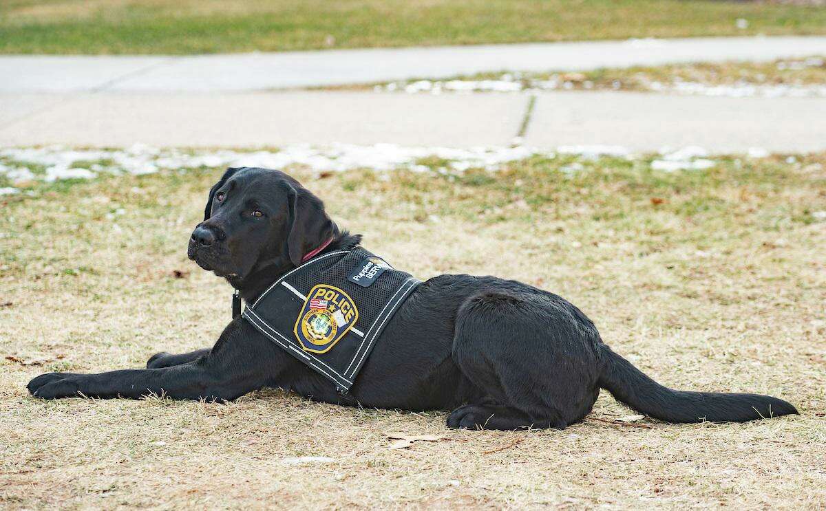 SCSU police department’s newest member is known for his ‘sensitivity