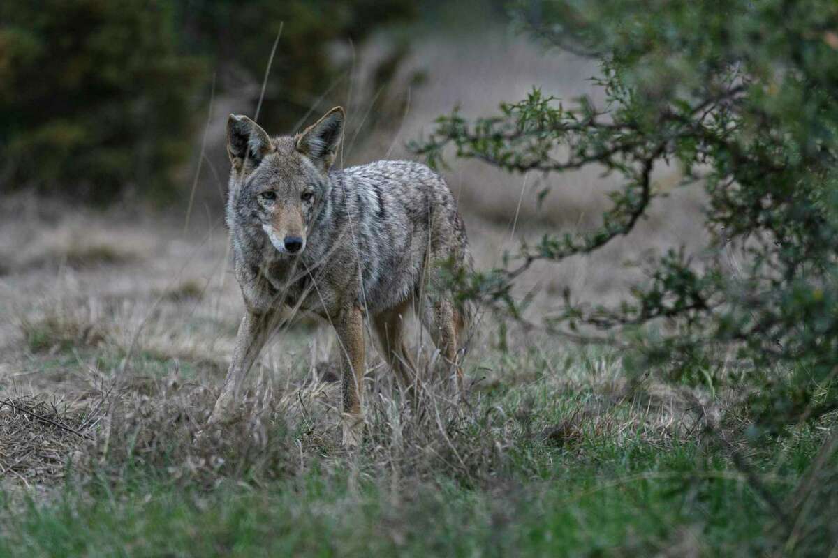 A coyote walks around the Wildlife Rescue and Rehabilitation center Thursday in Kendalia. The group advises a hands-off approach to coyotes but treats up to a dozen severely-injured ones from San Antonio each year.