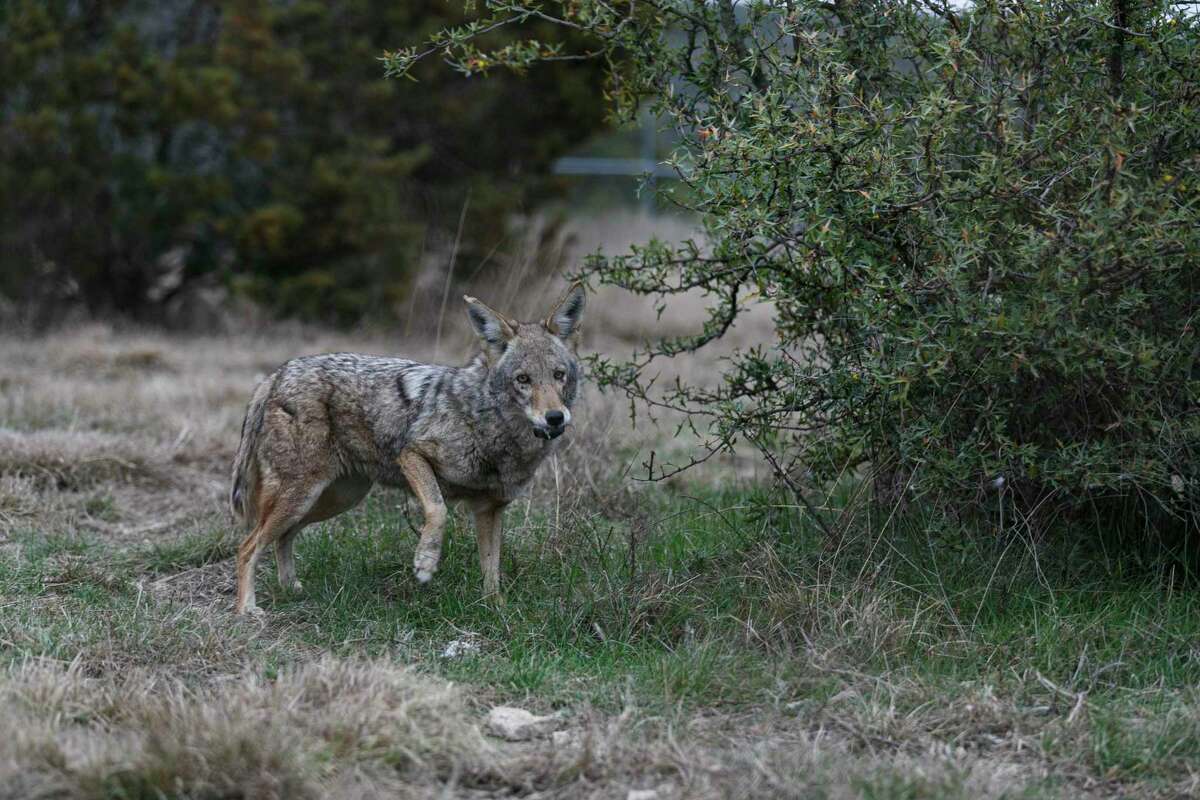 A female coyote grabs a dead mouse at the Wildlife Rescue and Rehabilitation center Thursday in Kendalia. The group advises a hands-off approach to coyotes but treats up to a dozen severely-injured ones from San Antonio each year.