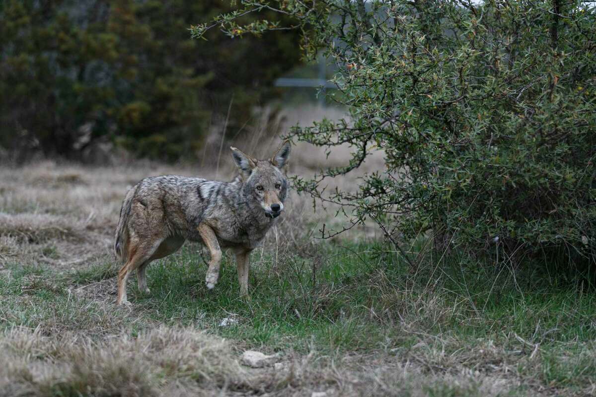 Coyote Park is open in San Antonio - SATXtoday