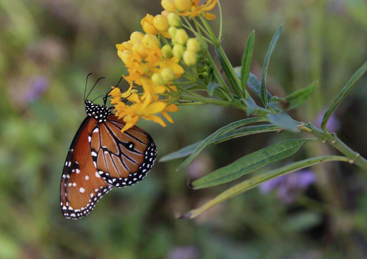 A Queen butterfly takes nectar from its host plant, the tropical milkweed, at the National Butterfly Center.