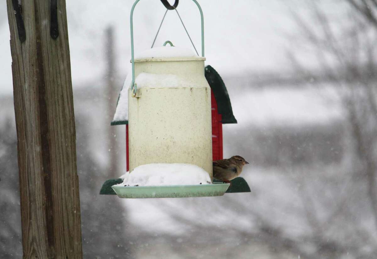 A bird enjoys temporary shelter from the storm Saturday morning on Spring Street in Middletown.