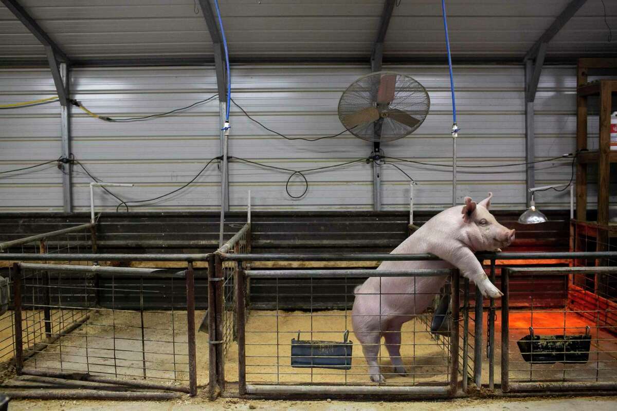 One of Maddie Barber’s pigs rests on the gate of her pen as she waits for dinner in the Barber’s barn in Boerne, Texas, on Jan. 26, 2022.