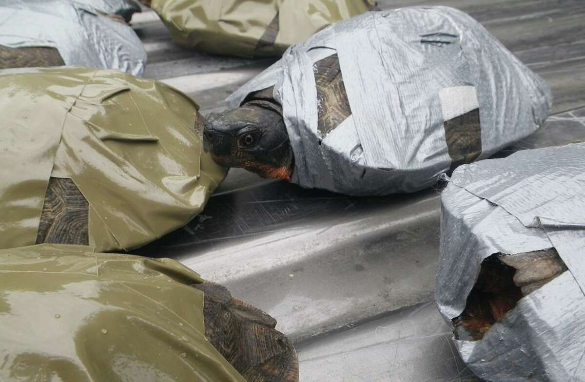 What do you know about illegal turtle trade in CT? DEEP wants to know