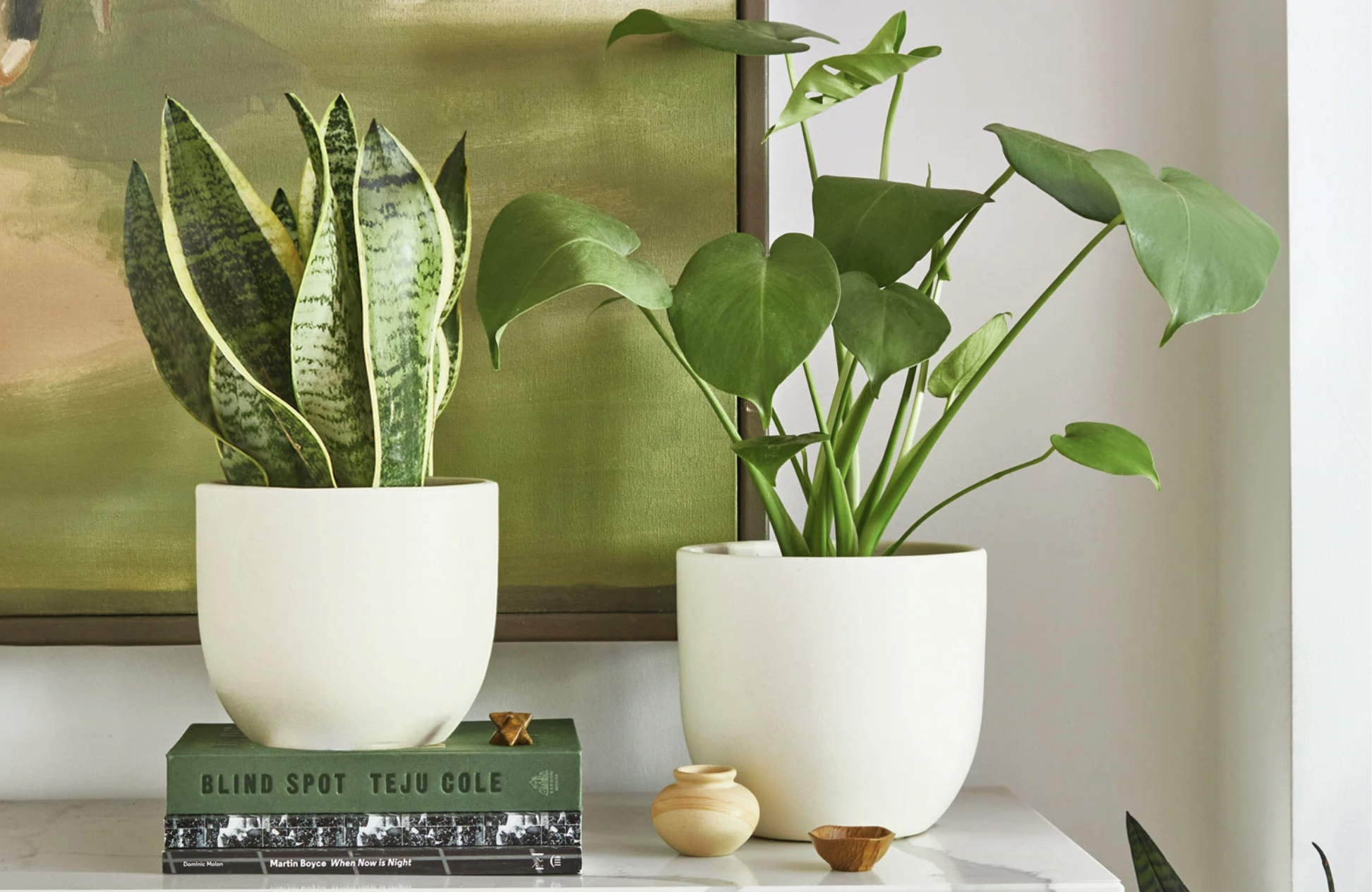 The best plants for any bedroom - Vimarsana News