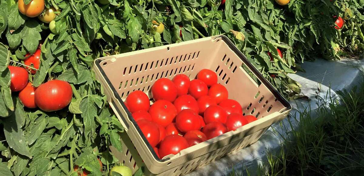 The Rodeo Tomato of 2022 is STM2255, a determinate plant that produces a generous crop of large, globe-shaped tasty fruit with considerable disease resistance to alternaria, fusarium, verticillium and gray leaf spot.