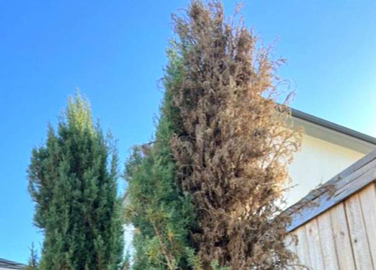 These Italian cypress trees are getting attacked by spider mites.