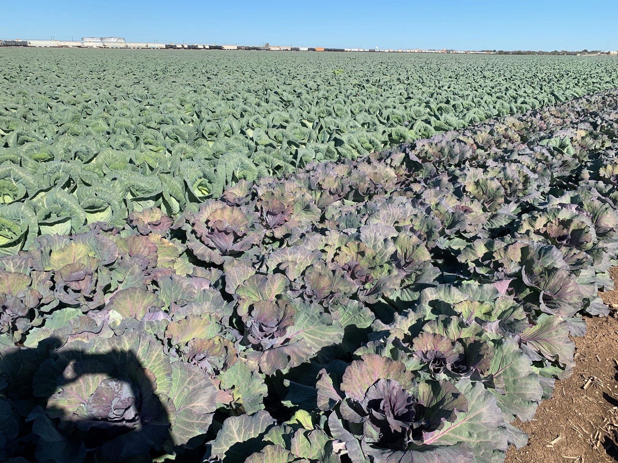 Texas farmer moves forward after devastating 2021 winter storm - Vimarsana News
