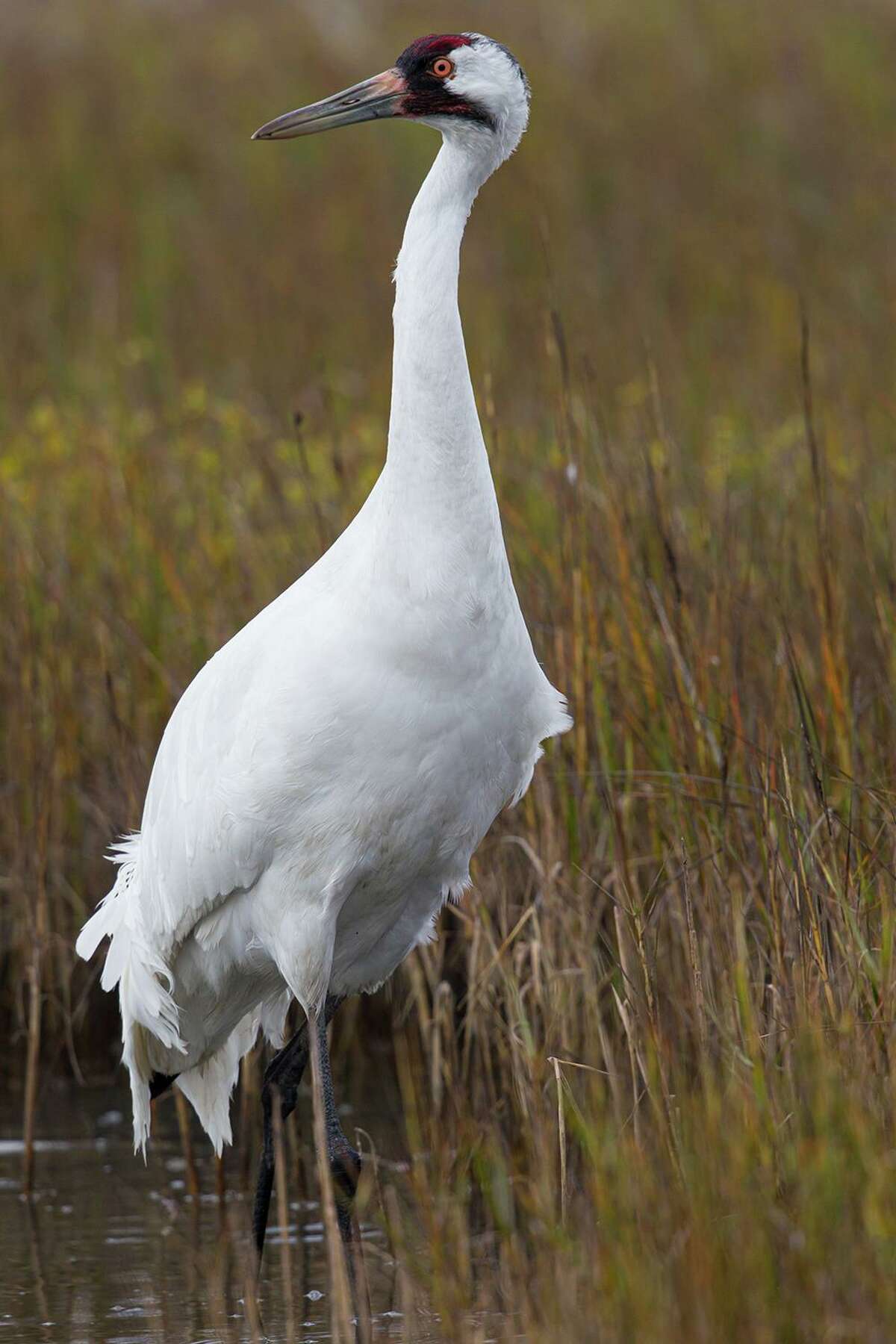 Port Aransas festival offers a chance to see and photograph Texas