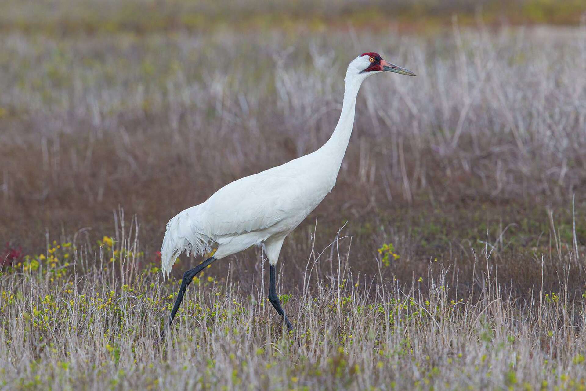 Port Aransas festival offers a chance to see and photograph Texas